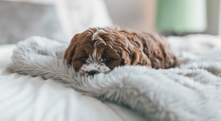 Pet Boarding Near Me 32539 Southside Animal Hospital