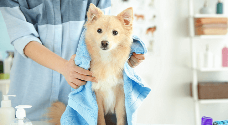 Pet Grooming Near Me 32539 Southside Animal Hospital